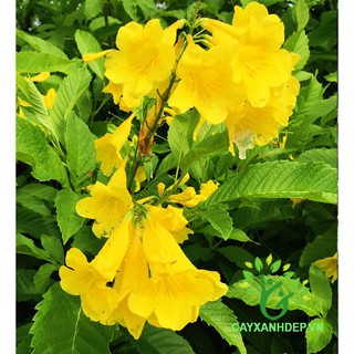 CÂY GIỐNG CÂY SÒ ĐO VÀNG( CÂY HUỲNH LIÊN)