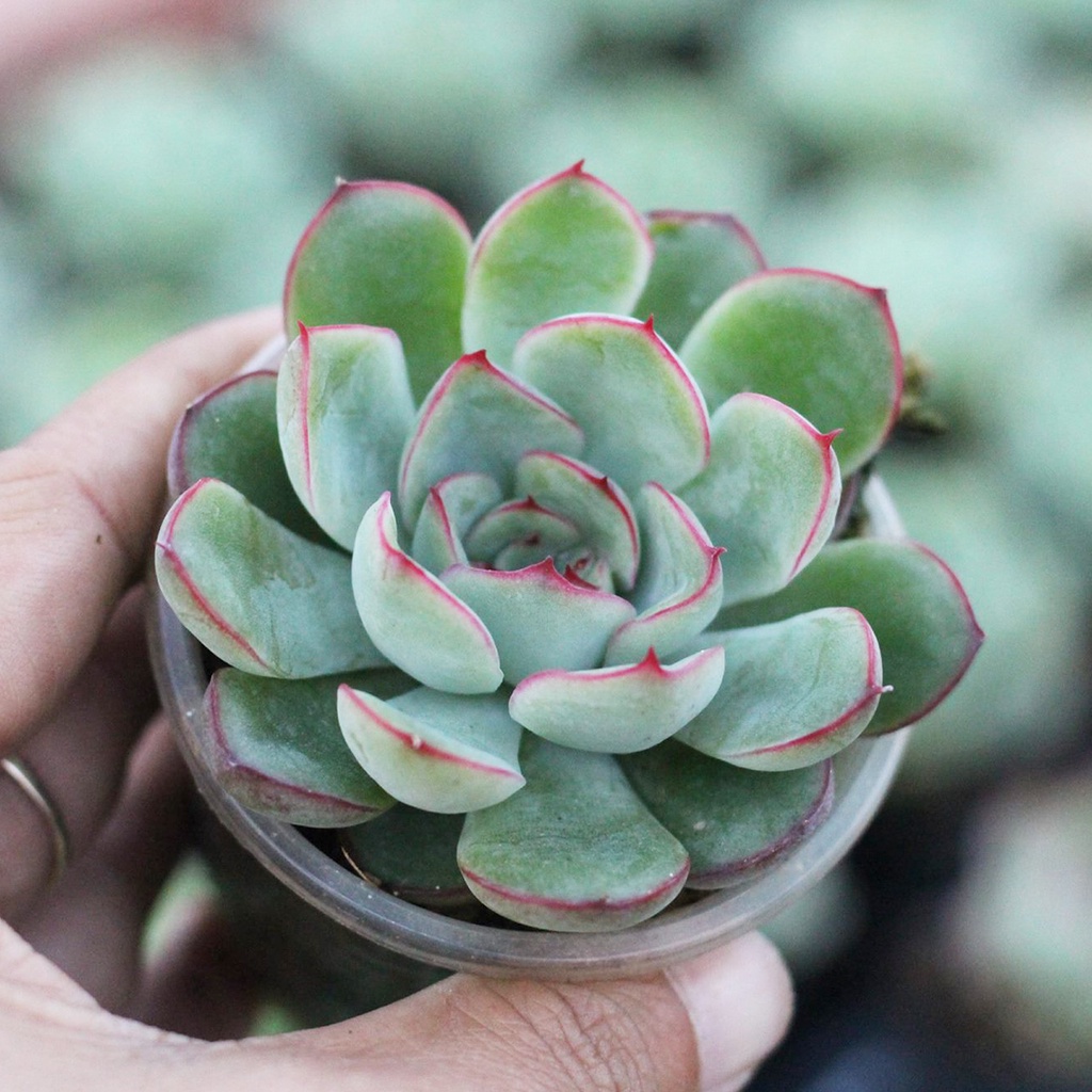 Sen đá viền đỏ 4-5cm