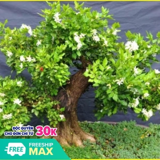 (shop uy tín) CÂY NGUYỆT QUẾ HOA THƠM NGÁT, CÂY BONSAI , CÂY CẢNH, CÂY LỚN GỬI NGUYÊN BẦU uy tín chất lượng