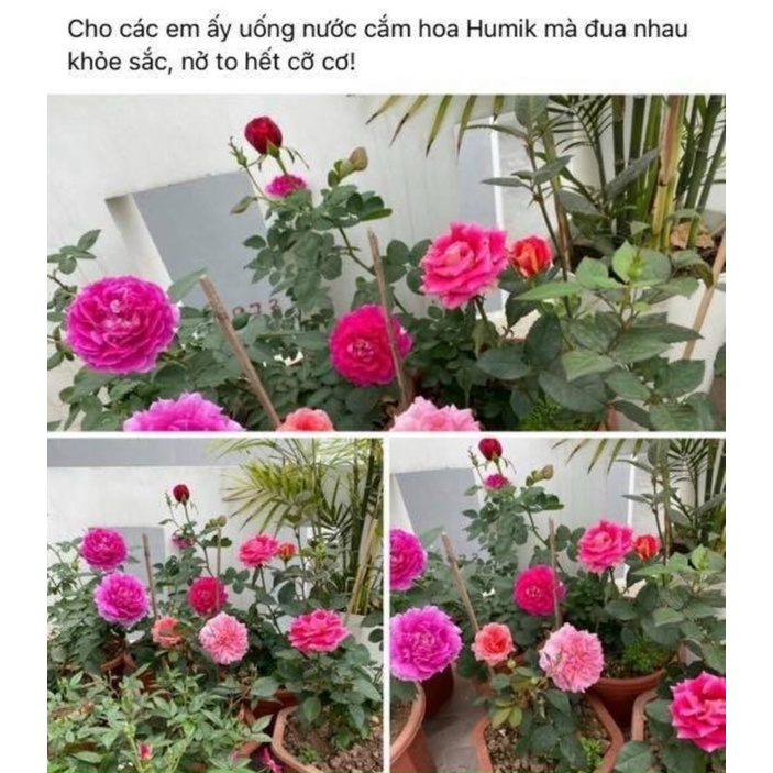 Nước cắm hoa Humik - Hộp 50 gói