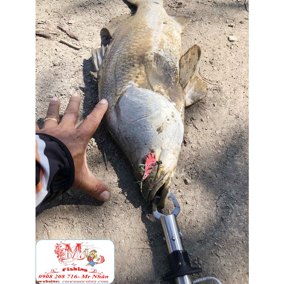 Mồi Lure Tôm Sắt Chính Hãng Allblue Chuyên Lóc Tráp Chẽm Mú