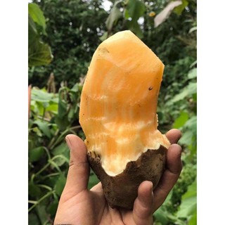 Combo 6kg Sâm đất Y Tý