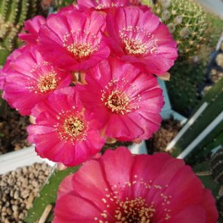 Xương rồng Lobivia