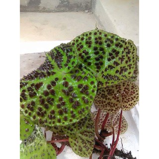 Cây thu hải đường (Begonia Menalobullata) Cây rừng chuẩn 100%