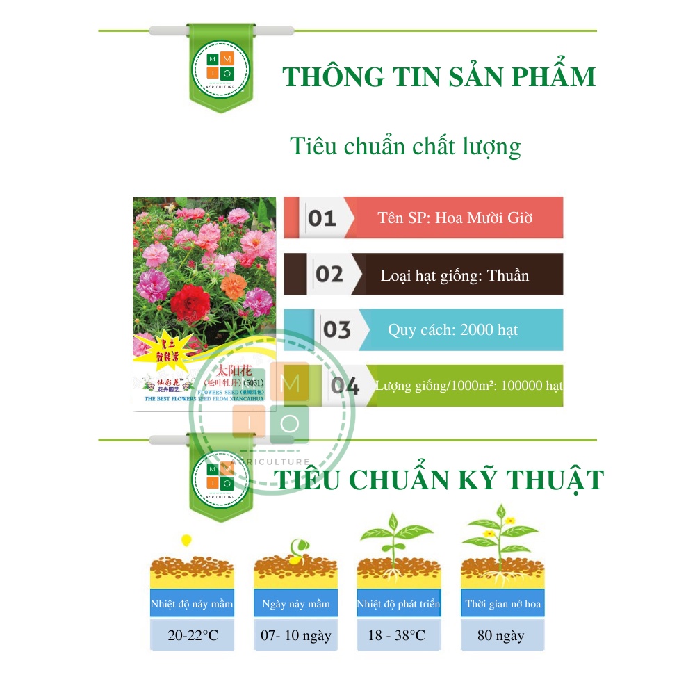 Hạt giống hoa mười giờ kép nhiều màu, dễ trồng nở hoa quanh năm
