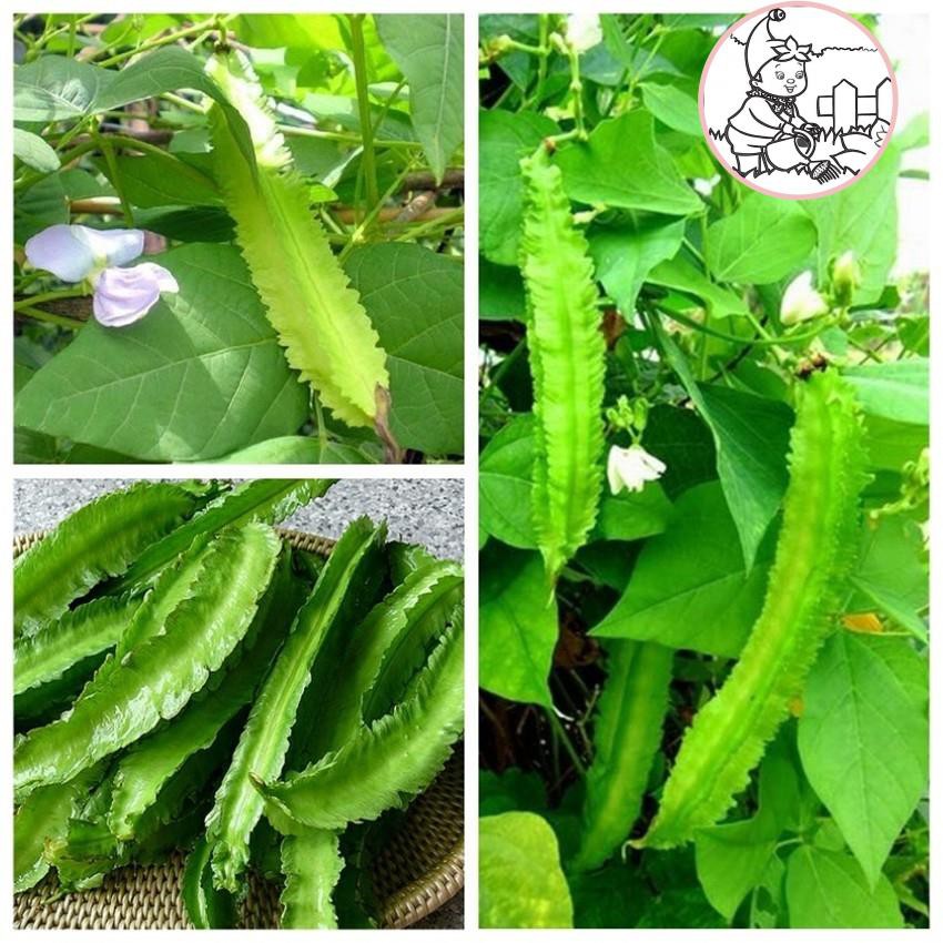 HẠT ĐẬU RỒNG - GÓI 10 GRAM