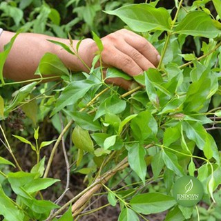 Chè vằng sẻ khô (gói 1kg) - LCS004