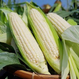 Hạt giống Ngô nếp 50 gram