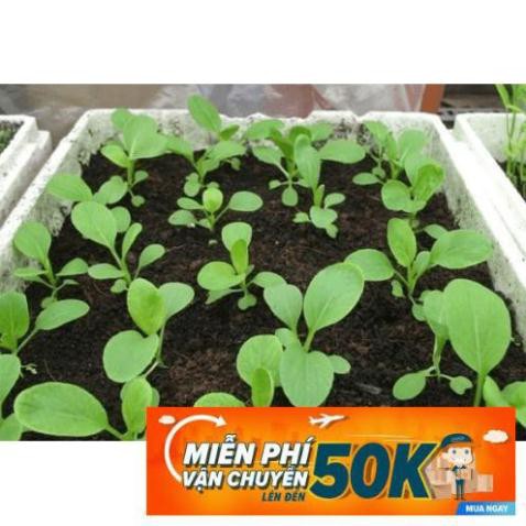 20g Hạt giống Cải ngọt