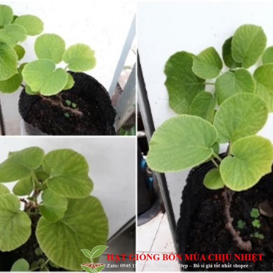 Gói 10 hạt giống KIWI leo giàn siêu trái