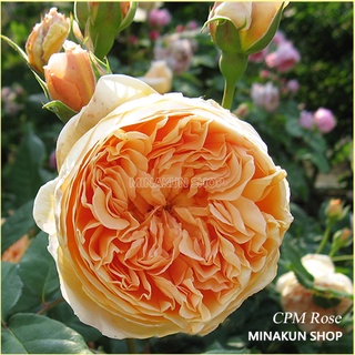 Hoa hồng ngoại CPM vàng cực đẹp - MinaKun Shop