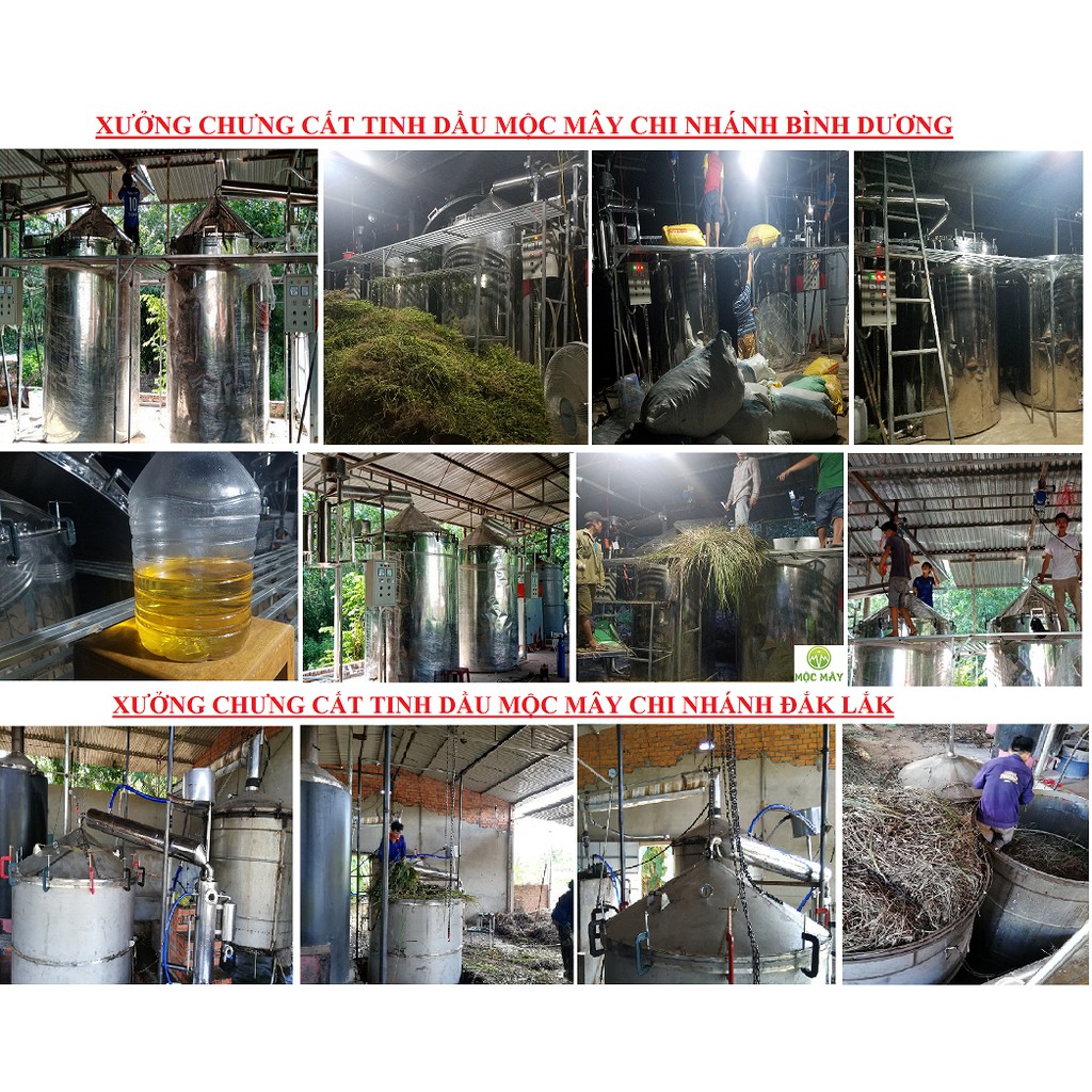 Tinh dầu hoa sen nguyên chất Mộc Mây