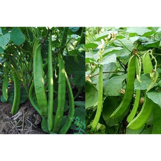 Hạt giống Đậu Kiếm