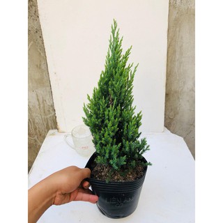 Cây sơn tùng cao 40-50 cm (ảnh thật số 2).