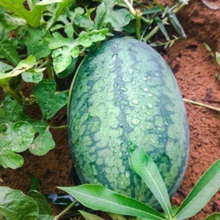 10 hạt giống dưa hấu ruột đỏ ngọt lịm nhanh thu hoạch