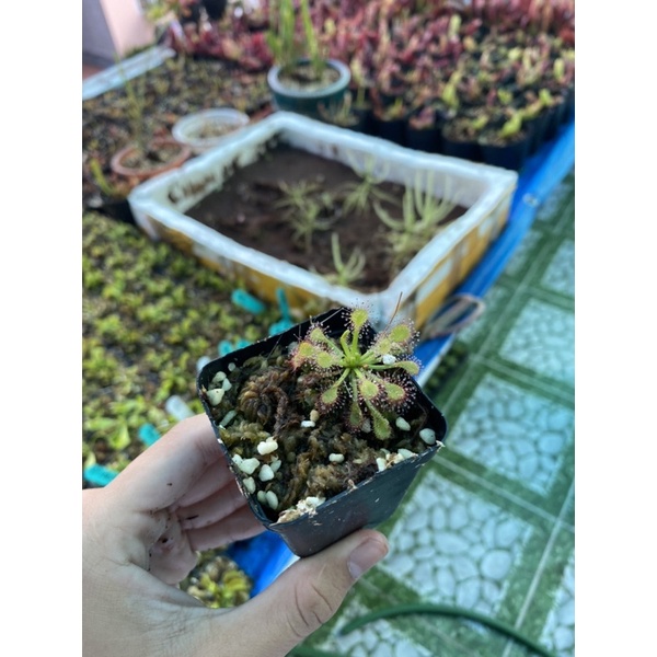 Cây gọng vó Capillaris var.alba, drosera Capillaris var.alba