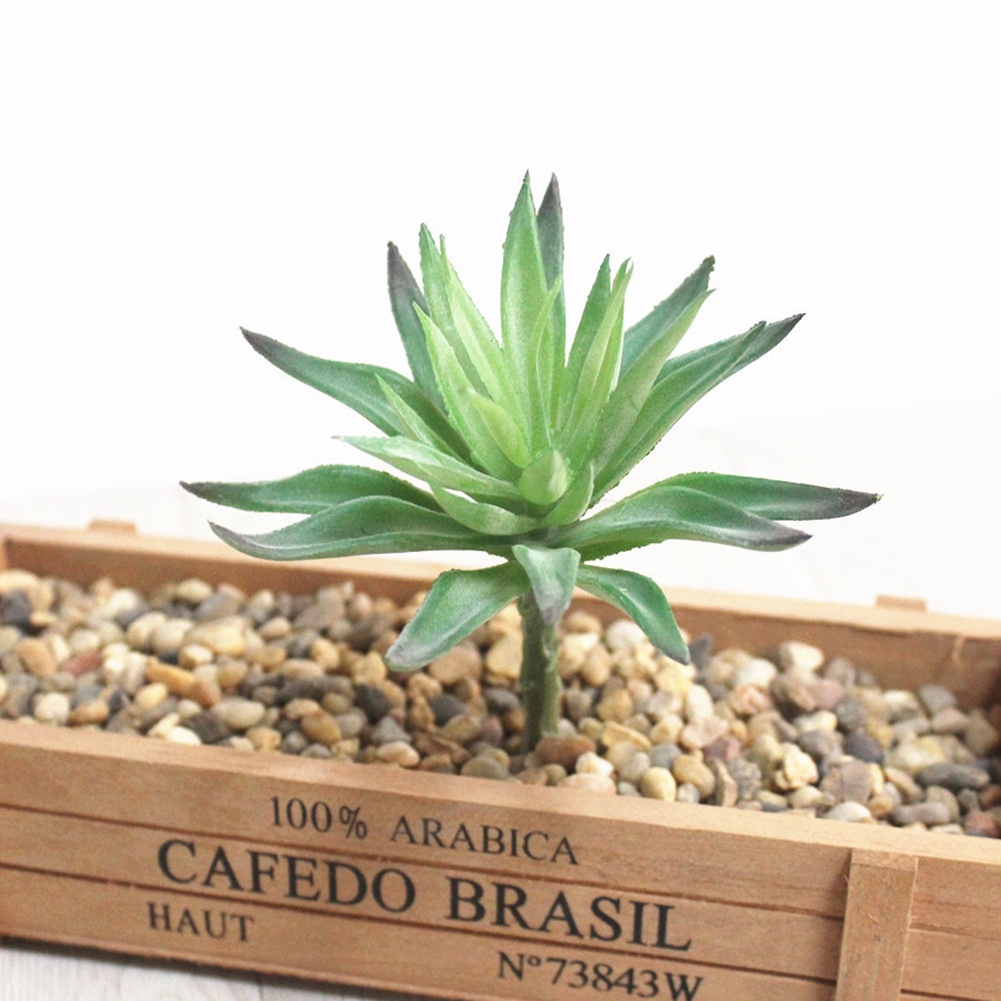 Cây mọng nước giả trang trí nhà cửa/ quán cafe DIY