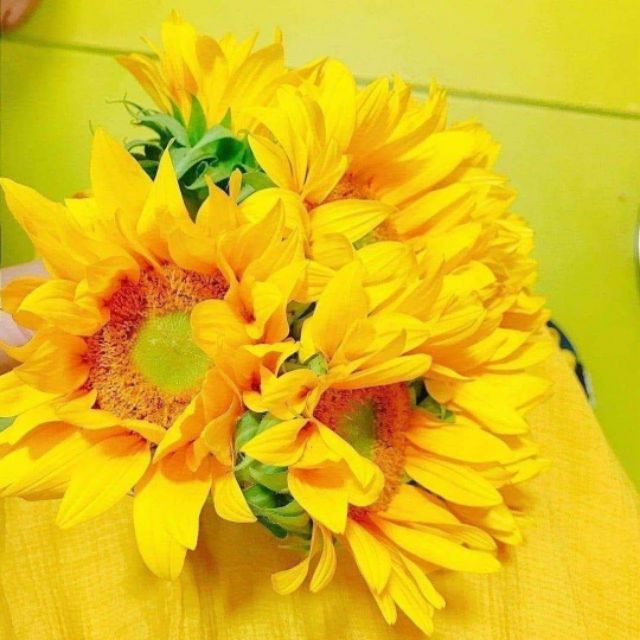 Vũ Thiên_Shop bán giá sỉ