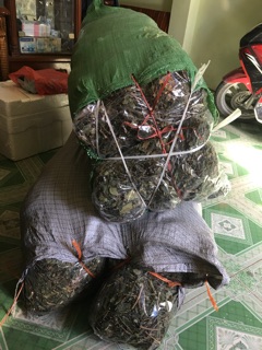 Chè vằng sẻ