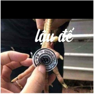Lau de thoi de Cao dán đế thái cho gà chọi gà đá