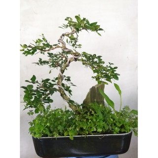 Tiểu cảnh Cây Nguyệt Quế