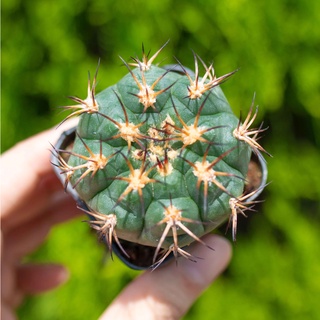 Xương rồng móc câu 3-5cm - Vườn sen đá