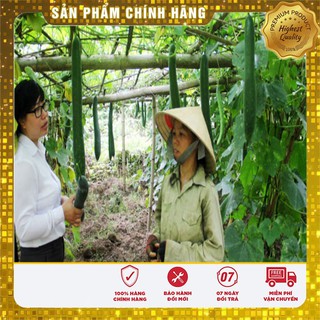 Hạt giống bí sặt cao sản - 2gr