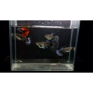 Dumble Halfmoon 7 màu guppy