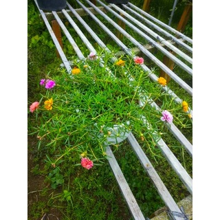 Cây Hoa Mười Giờ- tặng kèm phân bón