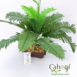 Cây Giả - Cây Vạn Tuế Lá Đậm 50cm