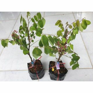 Cây khế ngọt