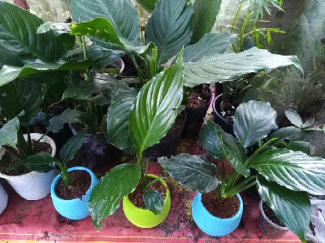 Cây Lan Ý lá lớn | BigBuy360 - bigbuy360.vn