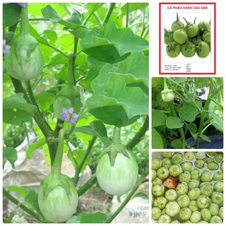 Gói 30 hạt giống cà pháo xanh