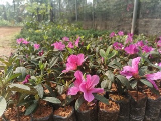 10 cây Hoa đỗ quyên giống