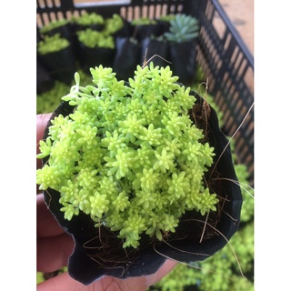 sen đá sedum dạ quang