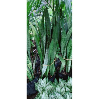 Lưỡi hổ cao