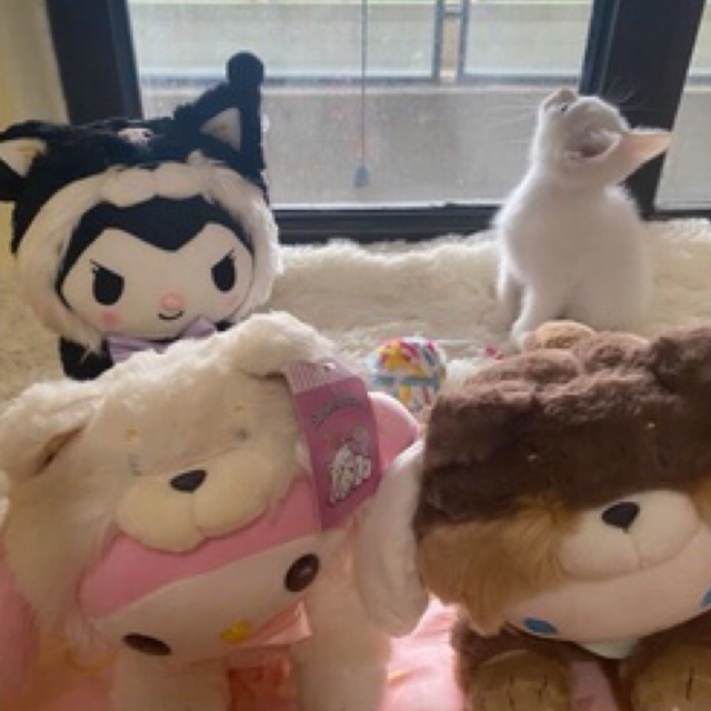 Gấu bông thú cưng Sanrio Melody Kuromi