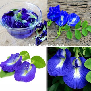 2 GRAM - HẠT GIỐNG HOA ĐẬU BIẾC ĐƠN