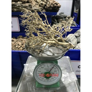 Lũa xương chùm tạo cây bonsai - lũa thủy sinh, bán cạn.