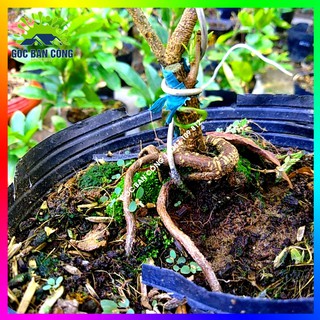 Mai Cúc Bonsai Mini