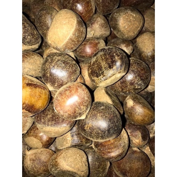 Hạt dẻ tươi Sapa