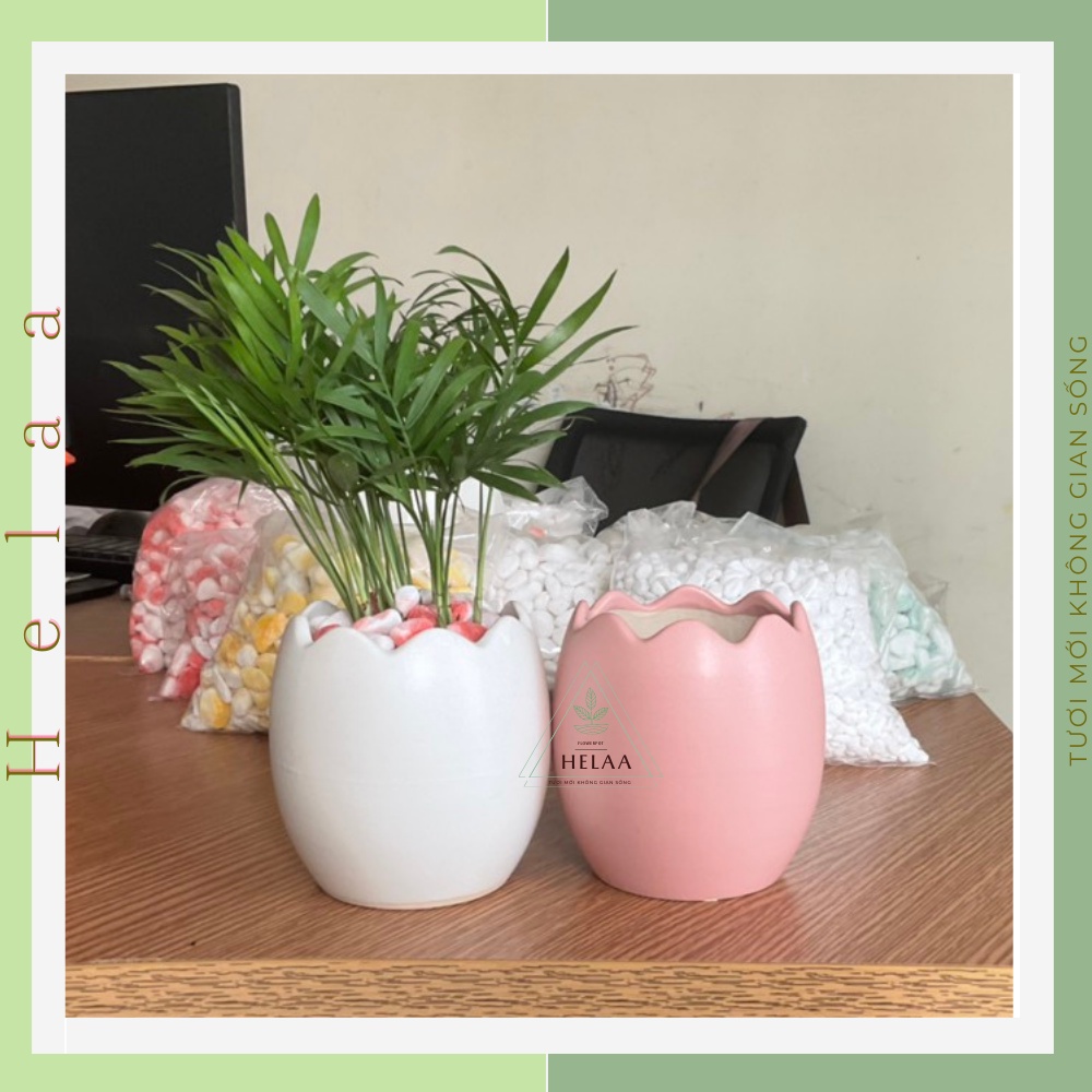 Chậu Sứ Mini Bát Tràng, Chậu Gốm Sứ Trồng Cây Để Bàn, Trồng Sen Đá, Xương Rồng, Trang Trí Bàn Làm Việc - Size Tầm Trung
