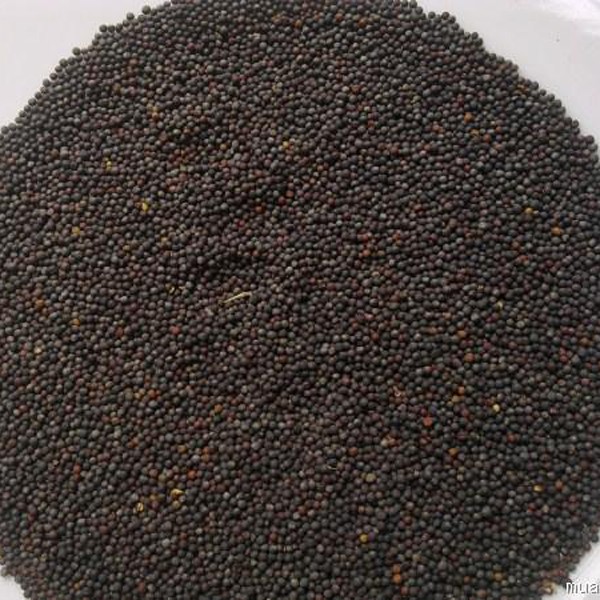 HẠT CẢI NGỌT 1KG