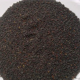 hạt giống - hạt cải mầm
