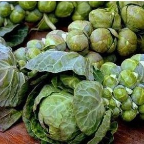 150h Hạt Giống Cải Bắp Tí Hon Nhập Khẩu nguyên bao bì