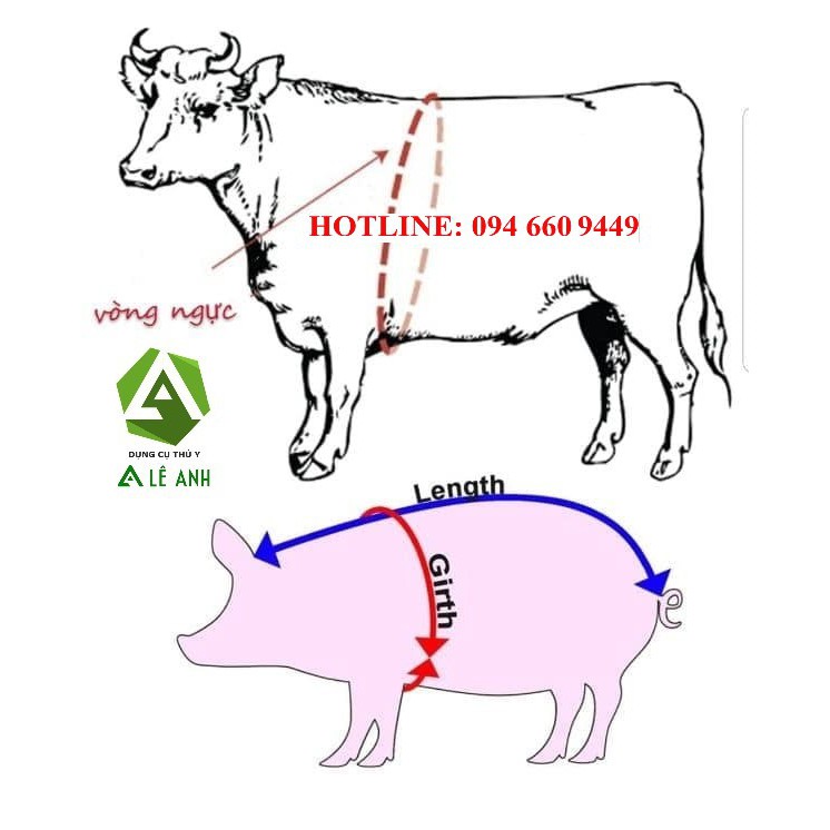 Thước đo thể trọng bò - dây đo trọng lượng