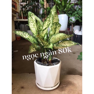 Cây ngọc ngân hoặc phú quý trồng sẵn chậu sứ