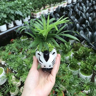 Chậu sứ thú