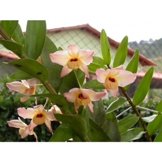 (New) Lan hoàng thảo thái bình 1 giề