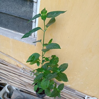 Cây giống cẩm đỏ,  cẩm tím